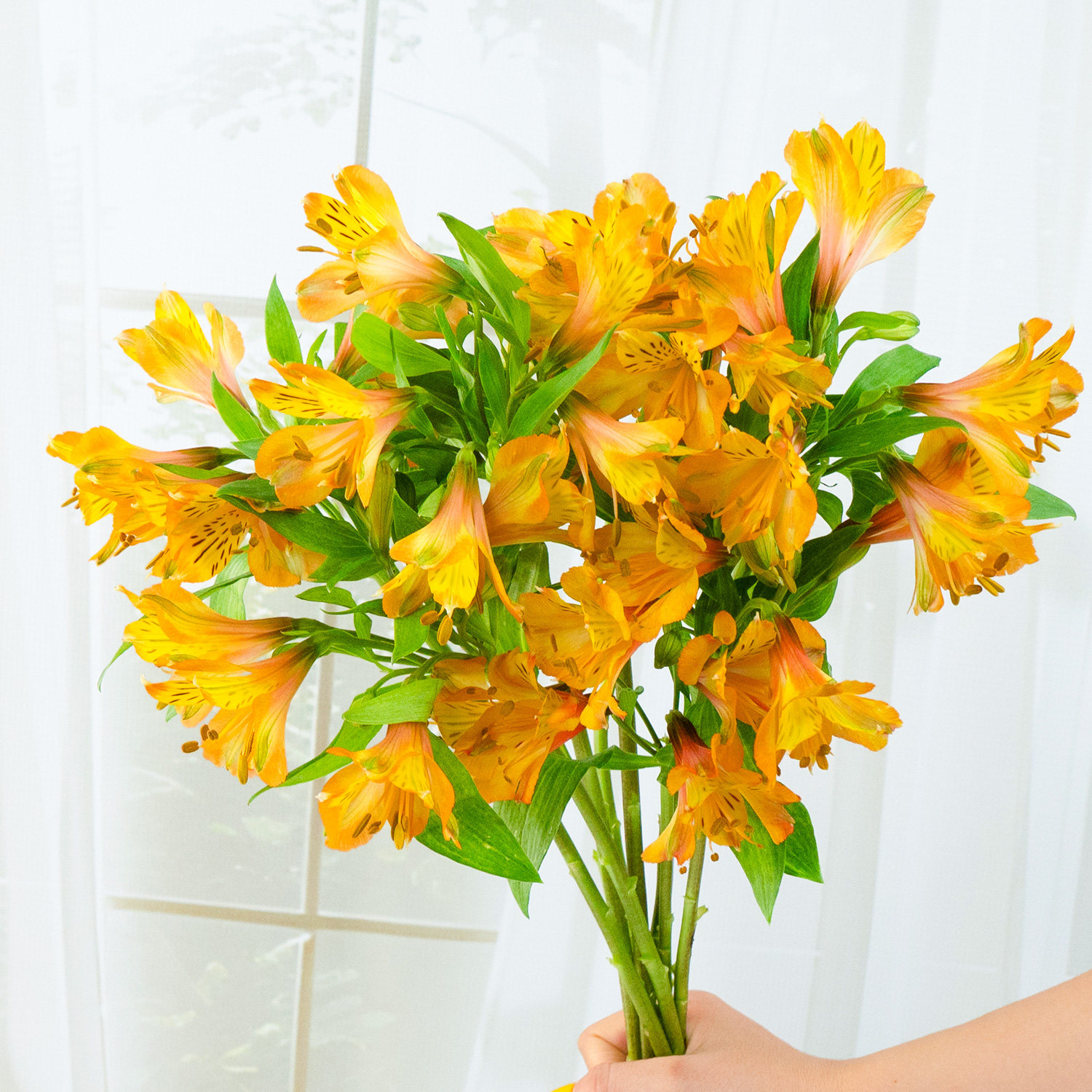 浪漫甄选（橙色水仙百合）云南鲜花 任意两单升级冷链,鲜花速递/花卉仿真/绿植园艺,花材,淘宝优惠券,粉丝福利购,淘宝优惠卷