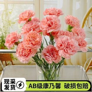 粉钻康乃馨鲜花云南基地直发水养鲜切花花束教师节母亲节