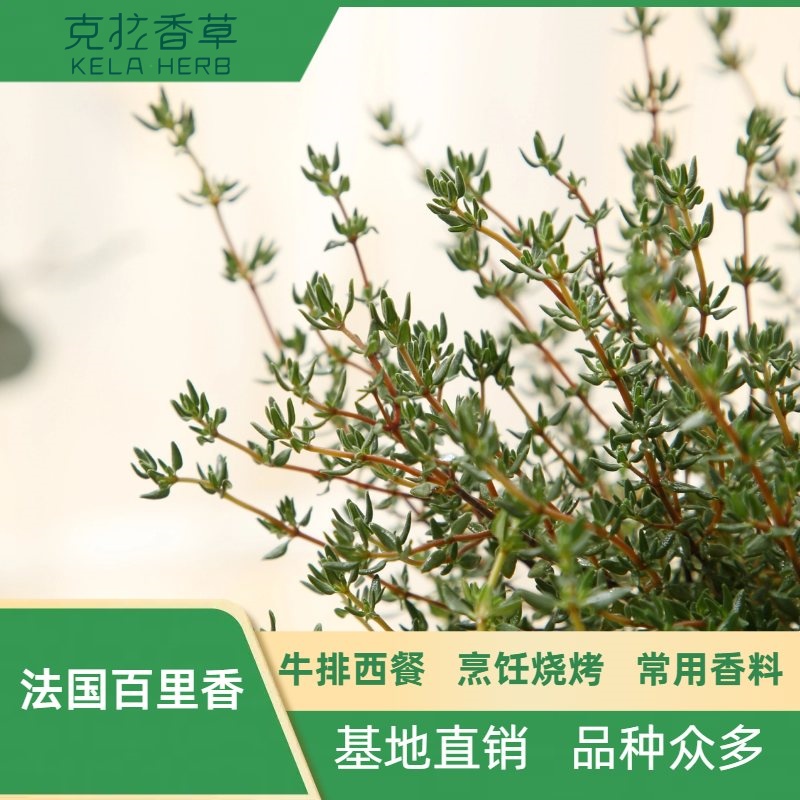 法国百里香西餐香料煎牛排盆栽