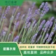 甜薰衣草可食用香草植物盆栽克拉香草普罗旺斯等待爱情切花芳香
