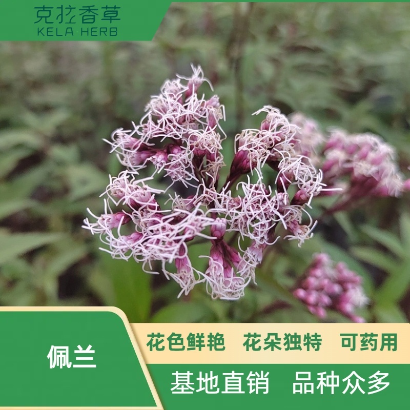 佩兰中草药材苗可食用新鲜盆栽