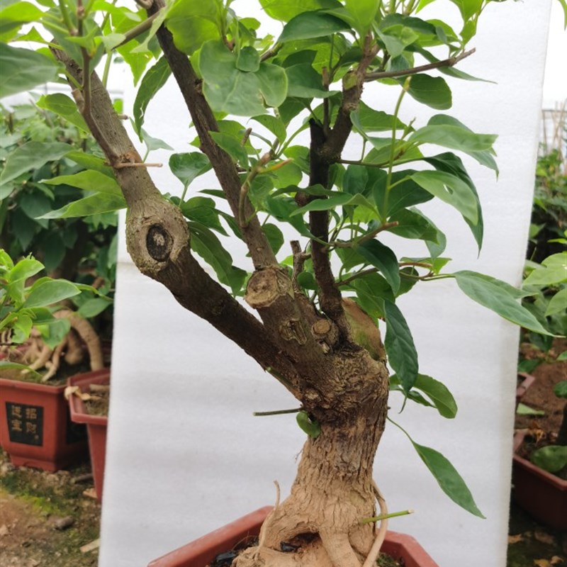 红樱老桩三角梅