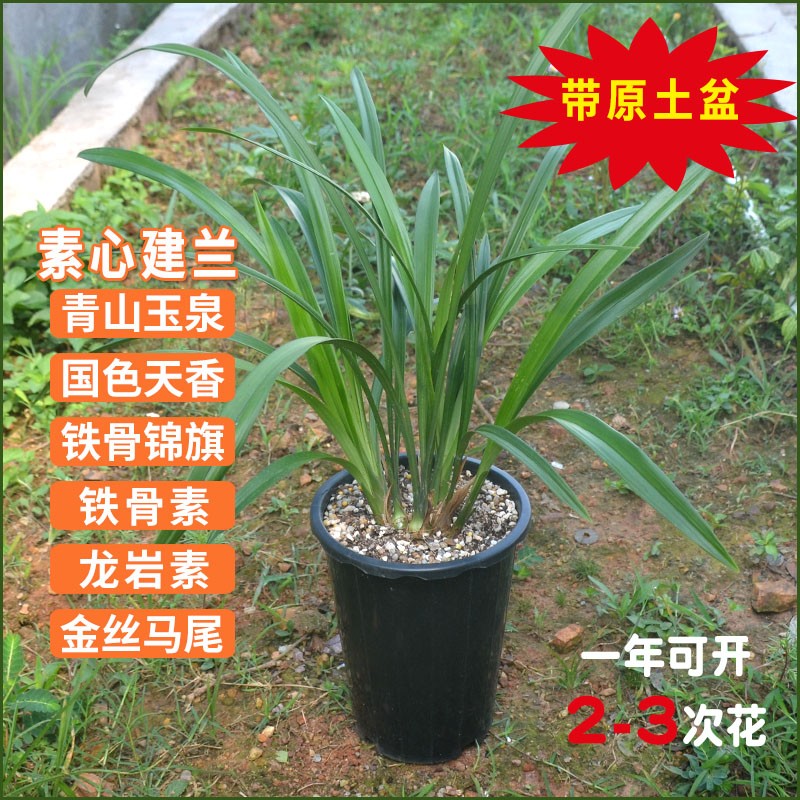 素心兰花建e兰四季兰苗草青山玉泉国色天香龙岩铁骨素锦旗细叶国