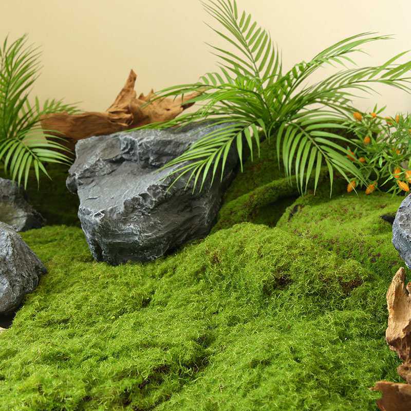 青苔永生苔藓植物墙面鹿角藓白发藓大灰藓室内微景观造景草坪