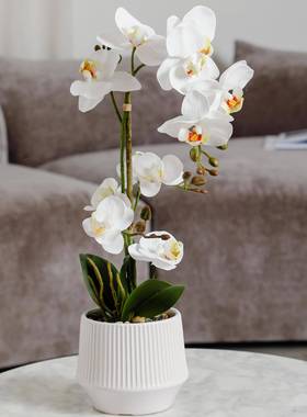 蝴蝶兰盆栽仿真花兰花蓝色带花盆高级感客厅桌子花束装饰品假花