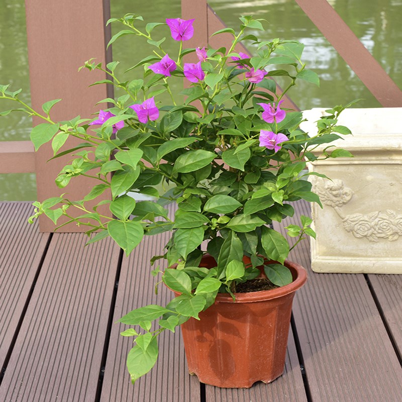 三角梅盆栽爬藤大苗四季开花不断好养易活室内外观花卉植物原盆