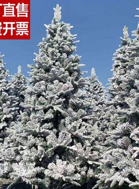 新款PE植绒圣诞节白色雪花圣诞树1.5米1.8米2.1米3米仿真雪景装饰