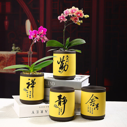 多肉蝴蝶兰专用花盆小号陶瓷清仓简约吊兰绿植兰花紫砂粗陶透气盆