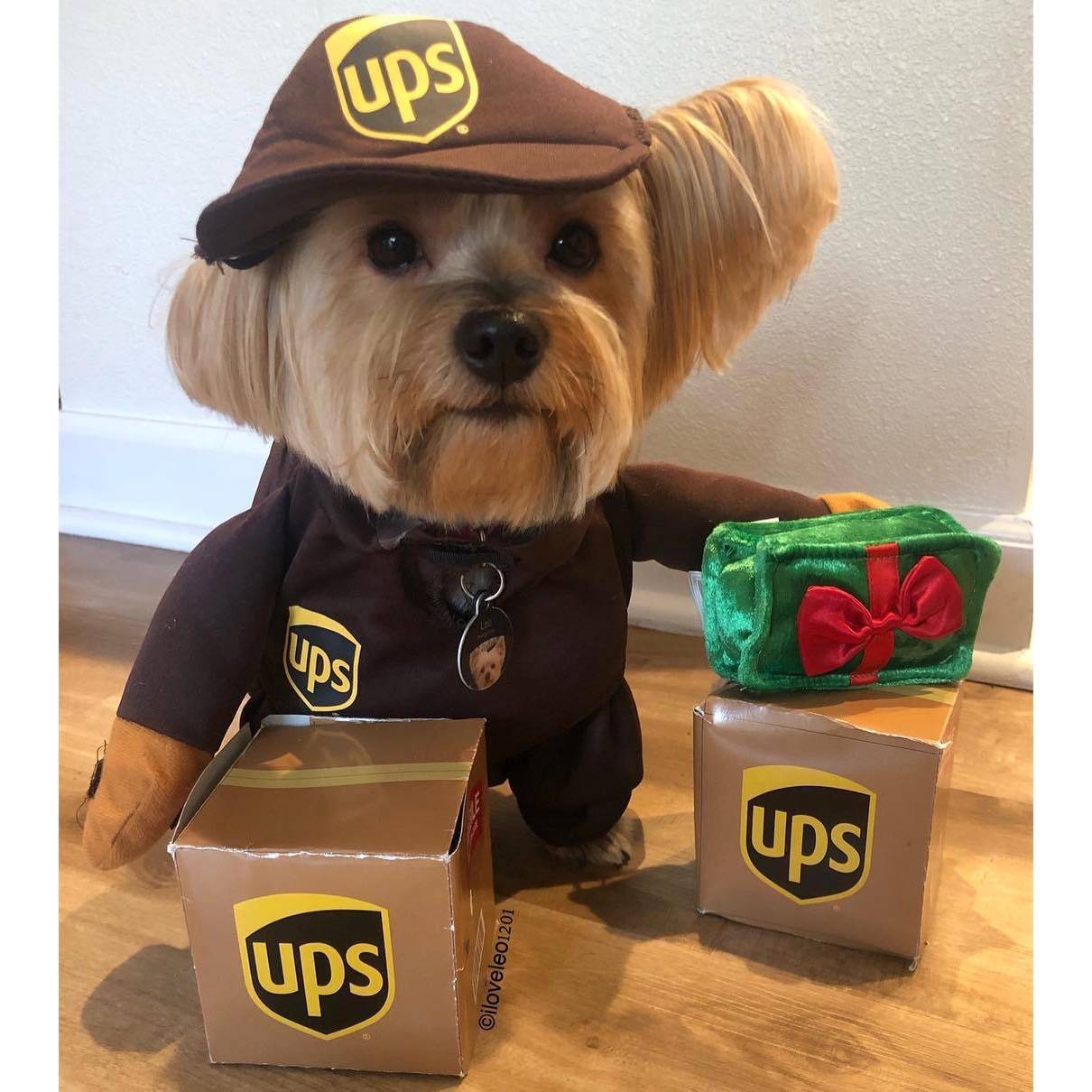 搞怪快递装衣服宠物狗狗猫咪小中大型犬法斗金毛用品秋冬