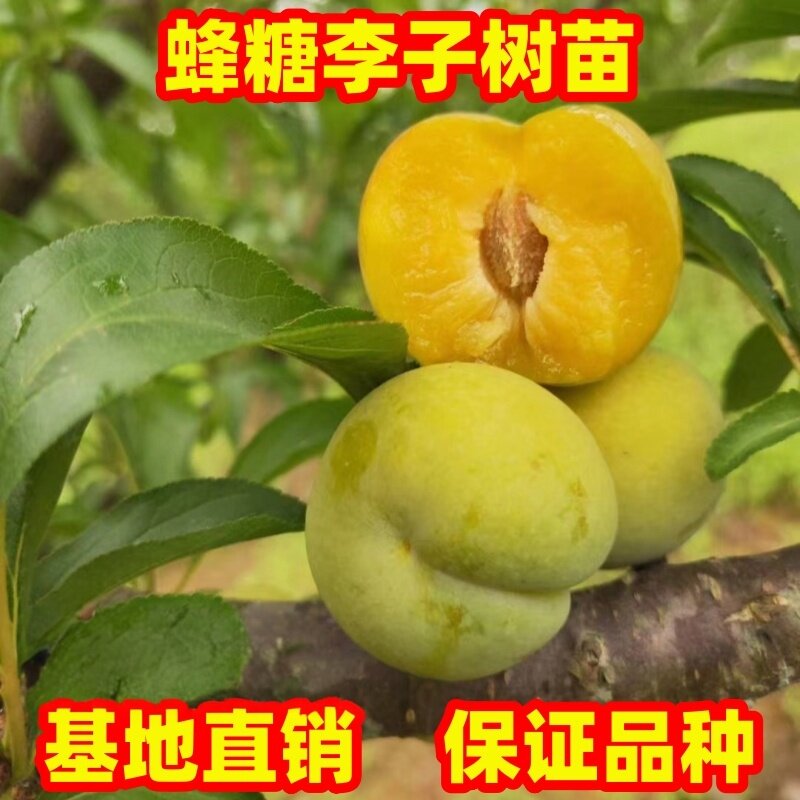 黄金奈李树苗南北方种植庭院阳台盆地栽特大李子树嫁接苗现挖现发