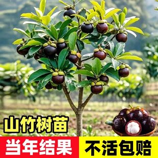 特大岭南山竹树苗嫁接黄金山竹泰国山竹庭院盆栽地栽带土当年结果
