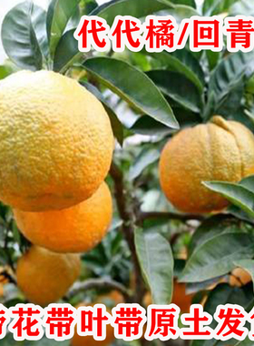 正宗金华玳玳橘树苗盆栽代代橘树果苗回青橙树果苗地栽南北方种植