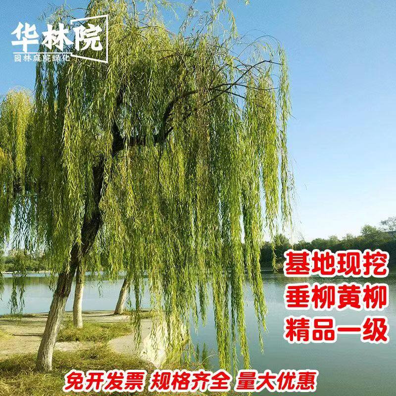 黄金柳树苗 金丝垂柳 直生小柳树枝条垂杨柳树苗旱柳树南北方种植