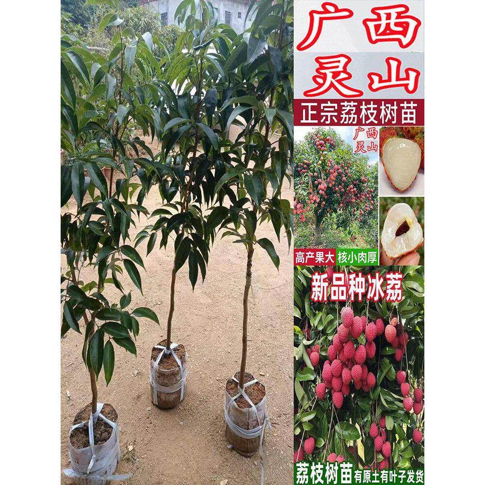 荔枝嫁接苗正宗灵山桂味荔枝树苗特大荔枝树先进奉冰荔