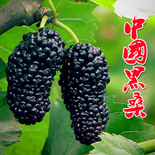 桑树苗盆栽地栽食用四季桑葚苗当