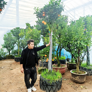 脐橙树果苗带果带土砂糖橘树柚子特大金桔橙子树四季高杆庭院果树