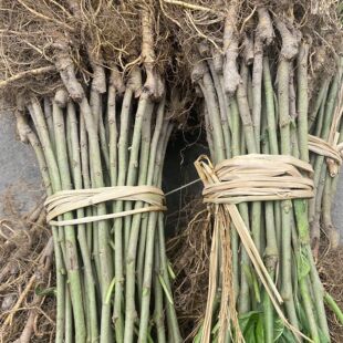 海宁嫁接大叶桑树苗农桑14号丰产良桑 养蚕桑树苗 强桑1号