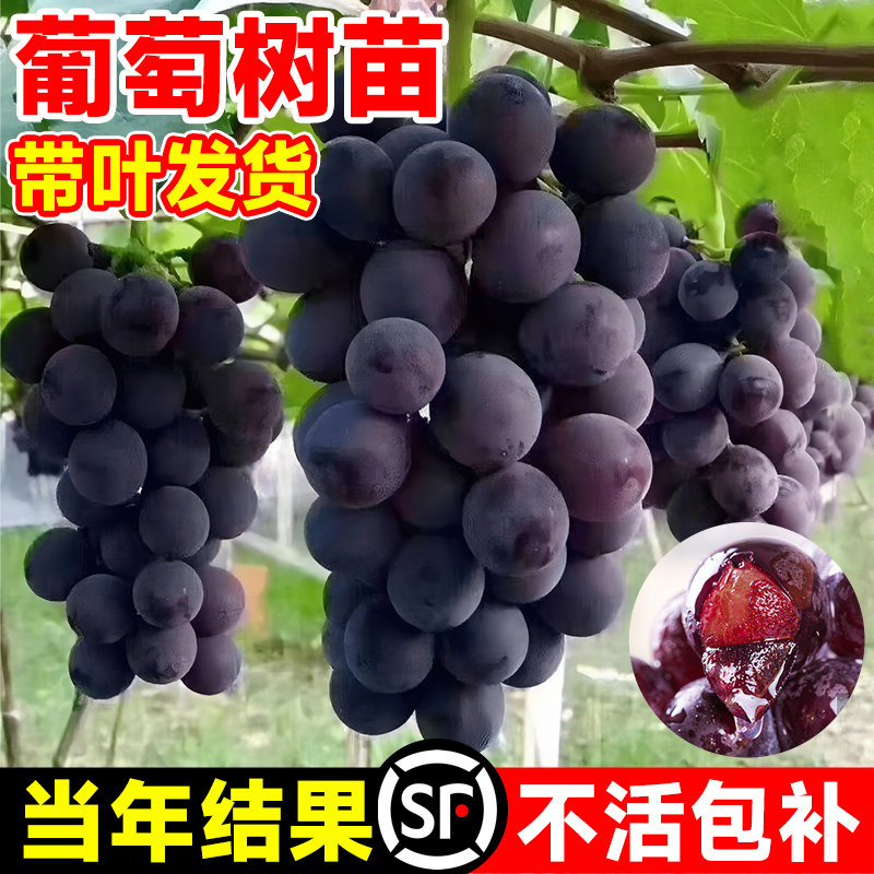 巨峰葡萄树苗阳光玫瑰果树果苗盆栽南北方耐寒蓝莓四季种植院爬藤