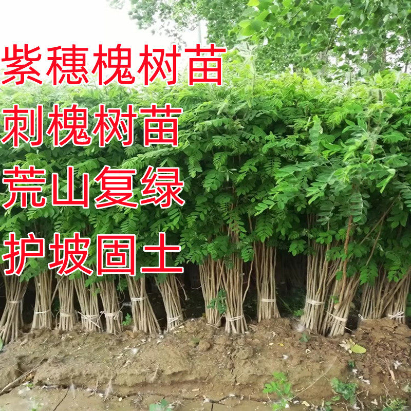 紫穗槐树苗防沙固沙护坡灌木国槐树苗刺槐树苗耐寒耐旱固土绿化苗