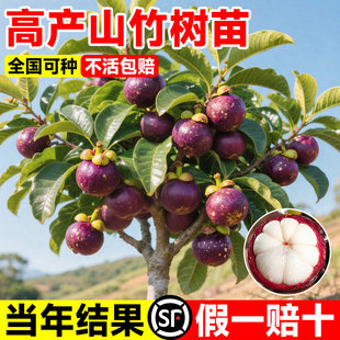山竹树苗正宗无核山竹果苗南方北方种植四季庭院盆栽地栽当年结果