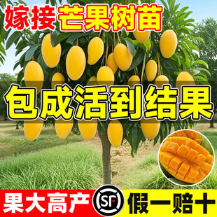 芒果树果苗树苗金煌芒四季芒特大树嫁接盆栽地栽当年结果南北种植