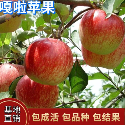 嘎啦苹果苗嫁接四季种植地载庭院果树苗盆栽特大脆甜耐寒当年结果