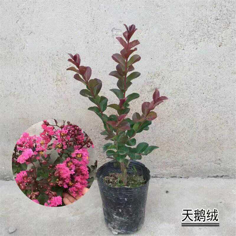 红火箭天鹅绒紫薇花树苗矮化盆栽
