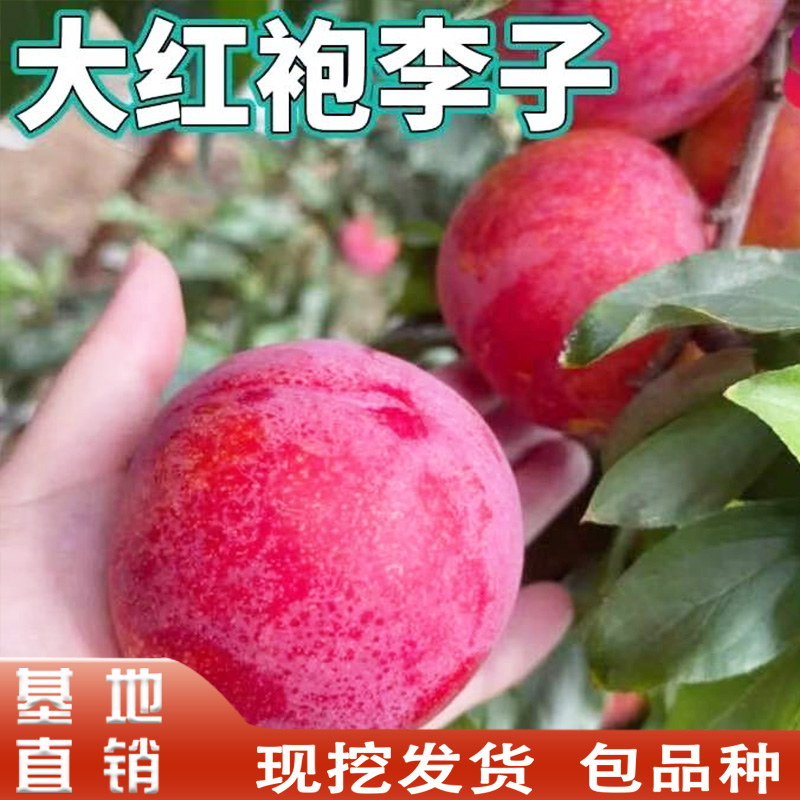 大红袍李子树李子树苗嫁接晚熟耐寒李子南方北方种植庭院地栽特大