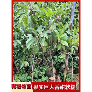 正宗越南人心果大果嫁接苗带土带叶盆栽地栽南方果树苗当年结果