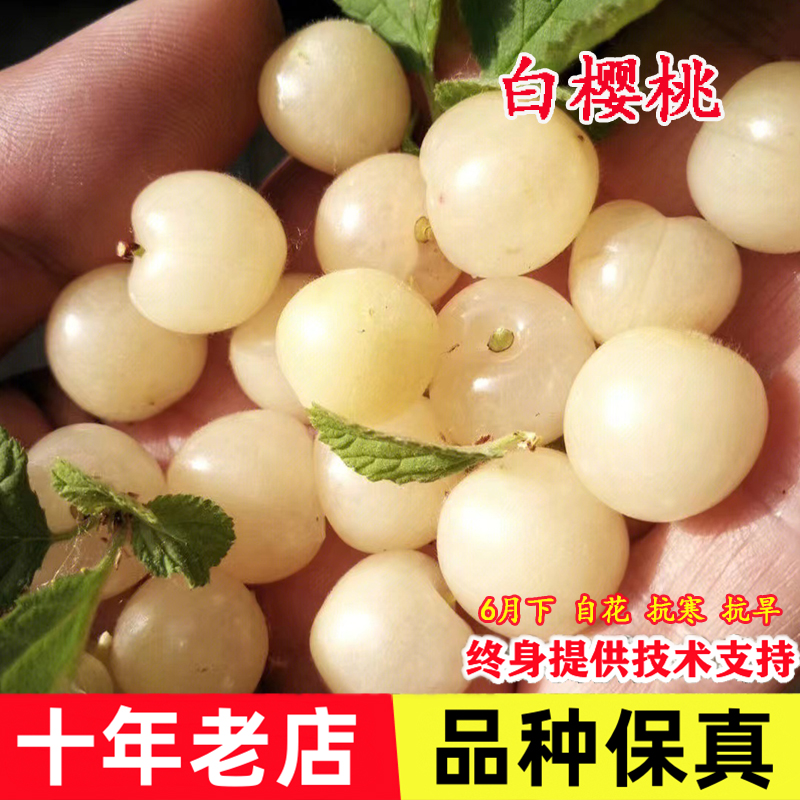 白玉毛樱桃树苖山樱桃树白樱桃苗耐寒北南方庭院种植当年结果