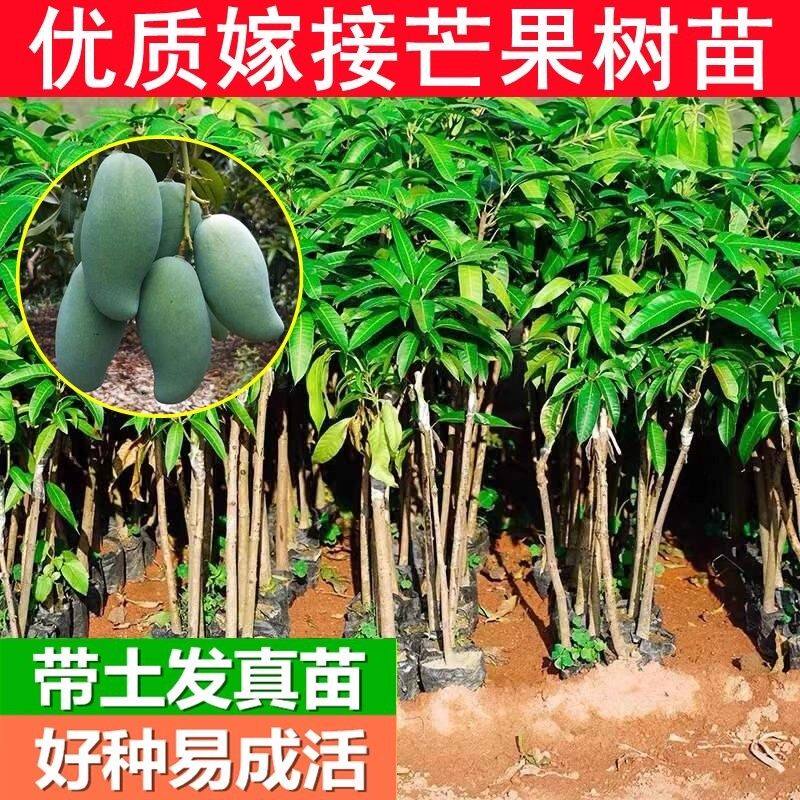 【基地发】芒果树苗嫁接特大桂七芒贵妃四季芒金煌芒果树苗大全