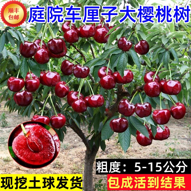 车厘子大樱桃树苗正宗地栽嫁接苗盆栽当年结果南北方种植庭院耐寒