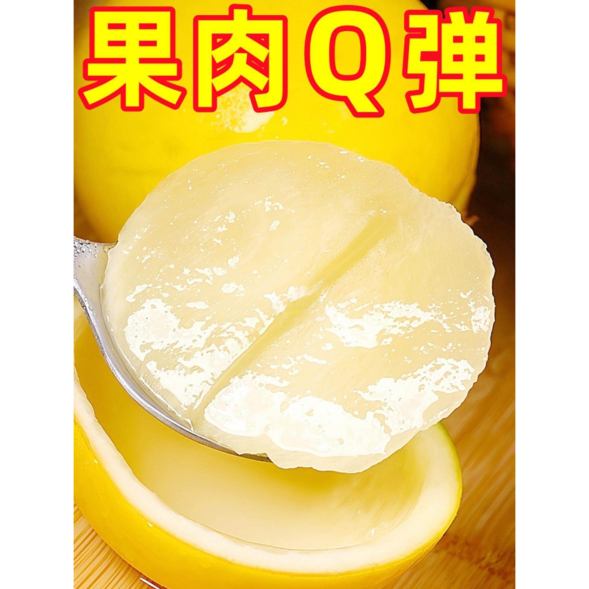 黄晶果树苗嫁接6号黄金果苗久蜜冬蜜四季当年结果南方种植盆地栽