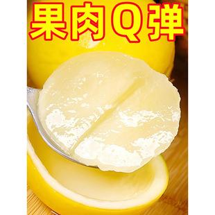 黄晶果树苗嫁接6号黄金果苗久蜜冬蜜四季当年结果南方种植盆地栽