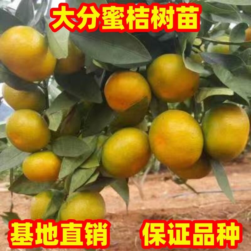 蜜桔树苗特早熟大分蜜橘苗盆栽地栽南北方种植特大桔子树现挖现发