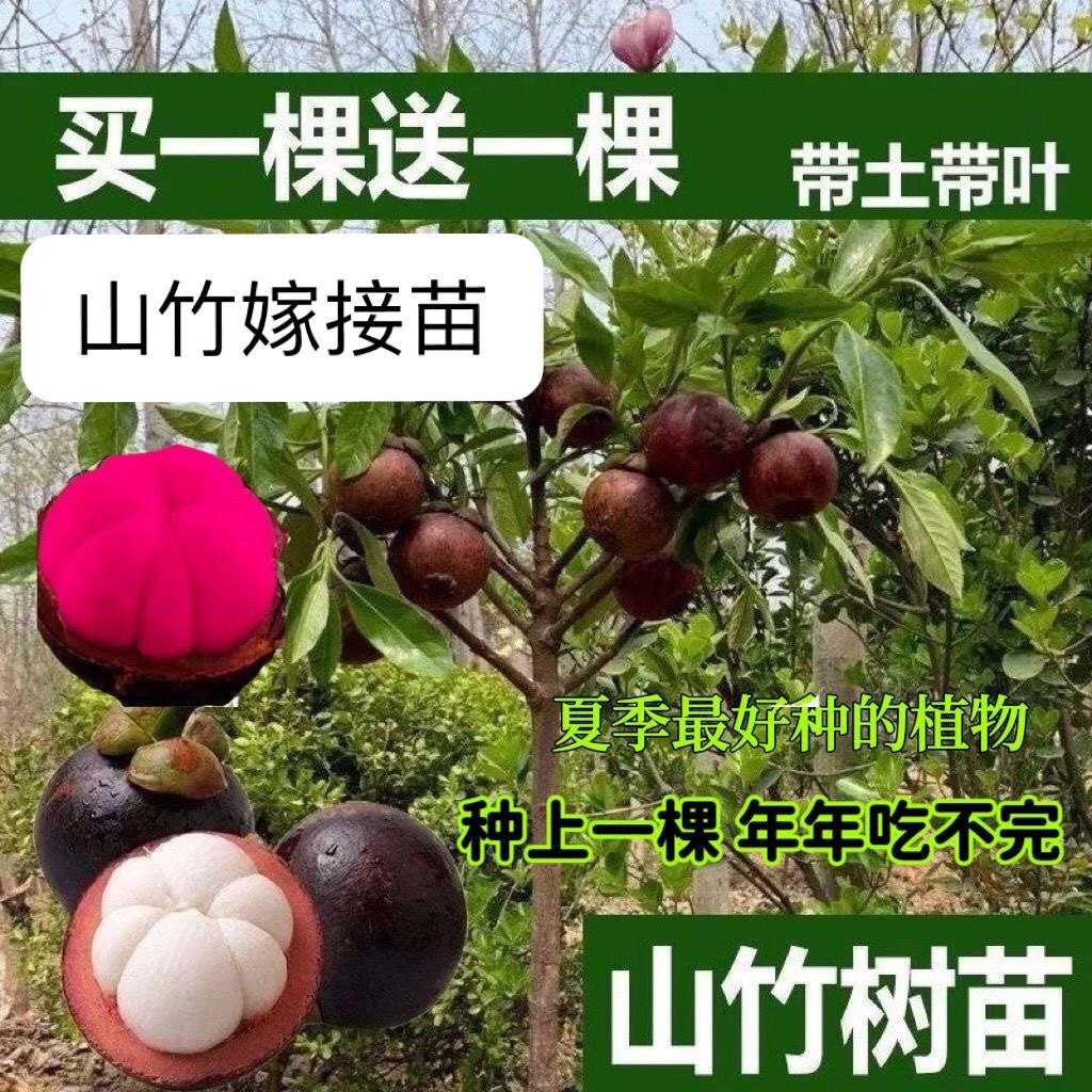 山竹树苗泰国山竹嫁接苗红肉白肉庭院盆栽地栽四季结果当年结果图片