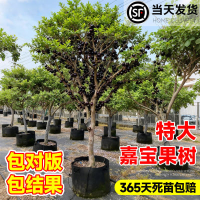 正宗嘉宝果树果苗树葡萄沙巴艾斯卡庭院南方北方种植树苗盆栽大全
