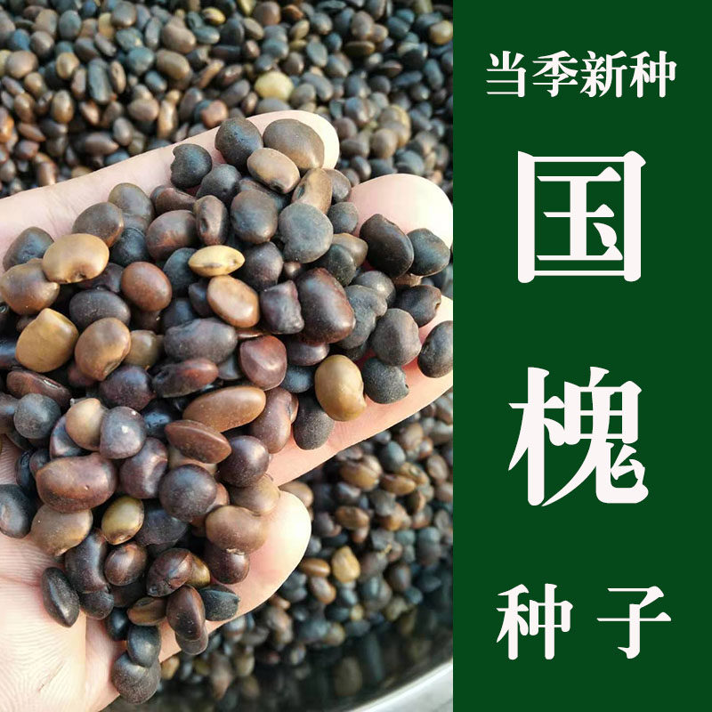 速生国槐种子老槐树籽优质散装野生槐豆槐角多年生绿化林木种子