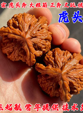 虎头奔三棱文玩核桃树苗盆栽庭院正奔大奔盘龙麻核桃苗南北方种植