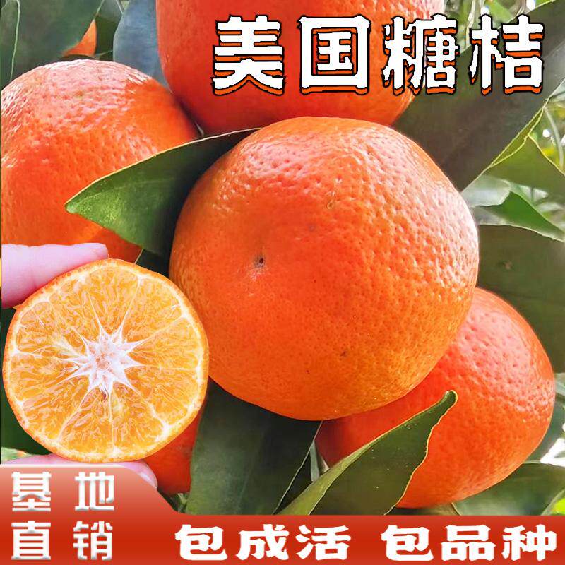 美国糖桔苗嫁接东方红橘树苗南北方庭院阳台地栽盆栽种植当年结果