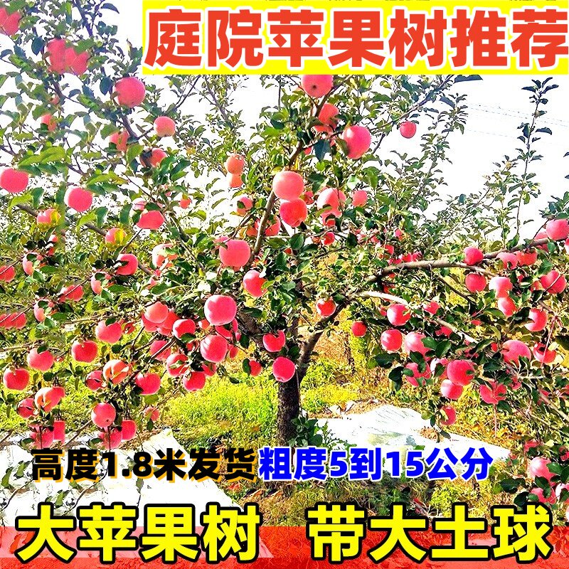 特大苹果树果树果苗盆栽地栽南方北方庭院种植当年结果嫁接鸡心果