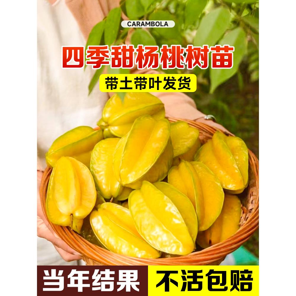 四季甜杨桃树果苗杨梅阳桃黄桃树树苗甜盆栽南方北方种植名贵果树