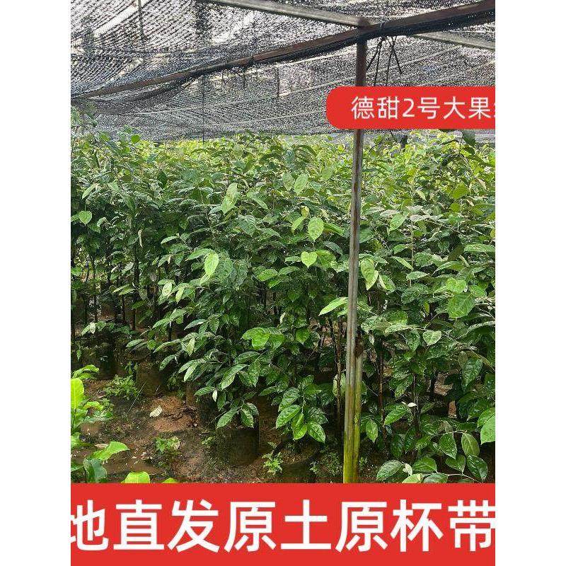 德甜二号羊奶果树苗耐寒耐冻羊奶果盆栽地栽南方北方四季可种果苗,鲜花速递/花卉仿真/绿植园艺,果树,淘宝优惠券,粉丝福利购,淘宝优惠卷