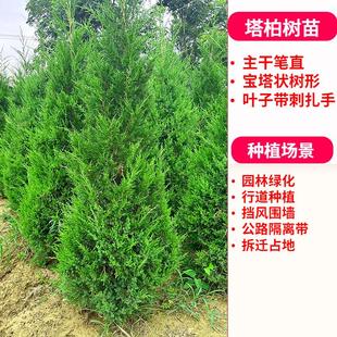 扁柏树苗 侧柏枝树苗塔柏大松柏树苗塔松龙柏叶子可熏腊肉四季青