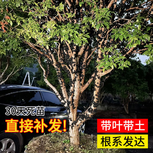嘉宝果苗树葡萄苗沙巴红妃艾斯卡嘉宝果树大树加宝果