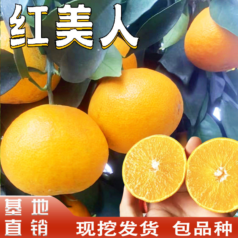 爱媛28号红美人树苗柑橘树果苗果冻橙苗南方庭院种植果树嫁接活苗