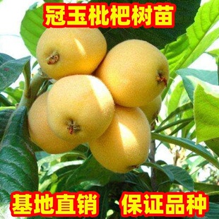 冠玉枇杷树苗南方北方庭院地栽大琵琶树果苗阳台盆栽嫁接当年结果