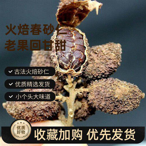 春砂仁阳春特产砂仁果火焙黄苗仔春砂仁干货100g食疗煲汤砂仁干果