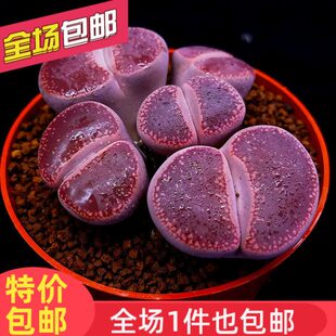 多肉植物生石花酒红日轮屁股花PP花石生花母本群生