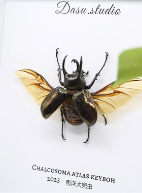 甲虫标本相框独角仙南洋大兜虫软装摆件J装饰品茶几家居北欧简约